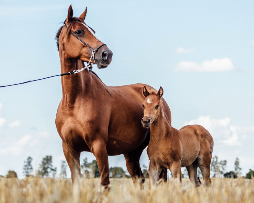 Bluegrass Equine Surgery in Versailles