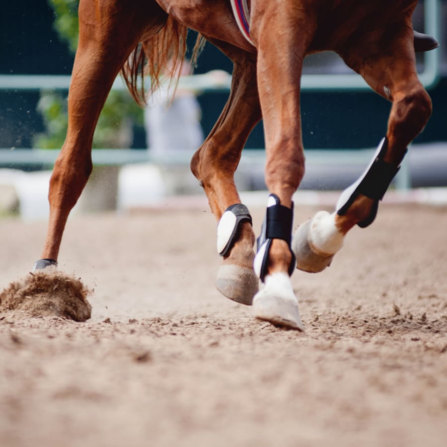 Ambulatory Services at Bluegrass Equine Surgery in Versailles