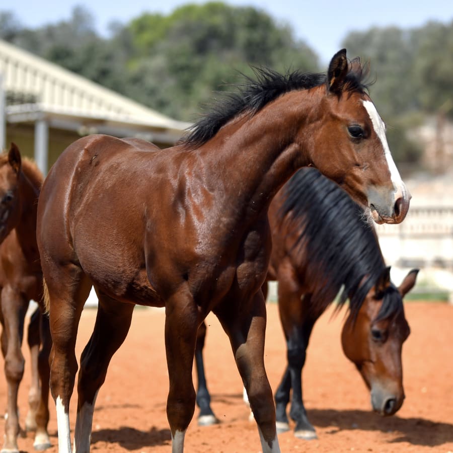 Bluegrass Equine Surgery in Versailles