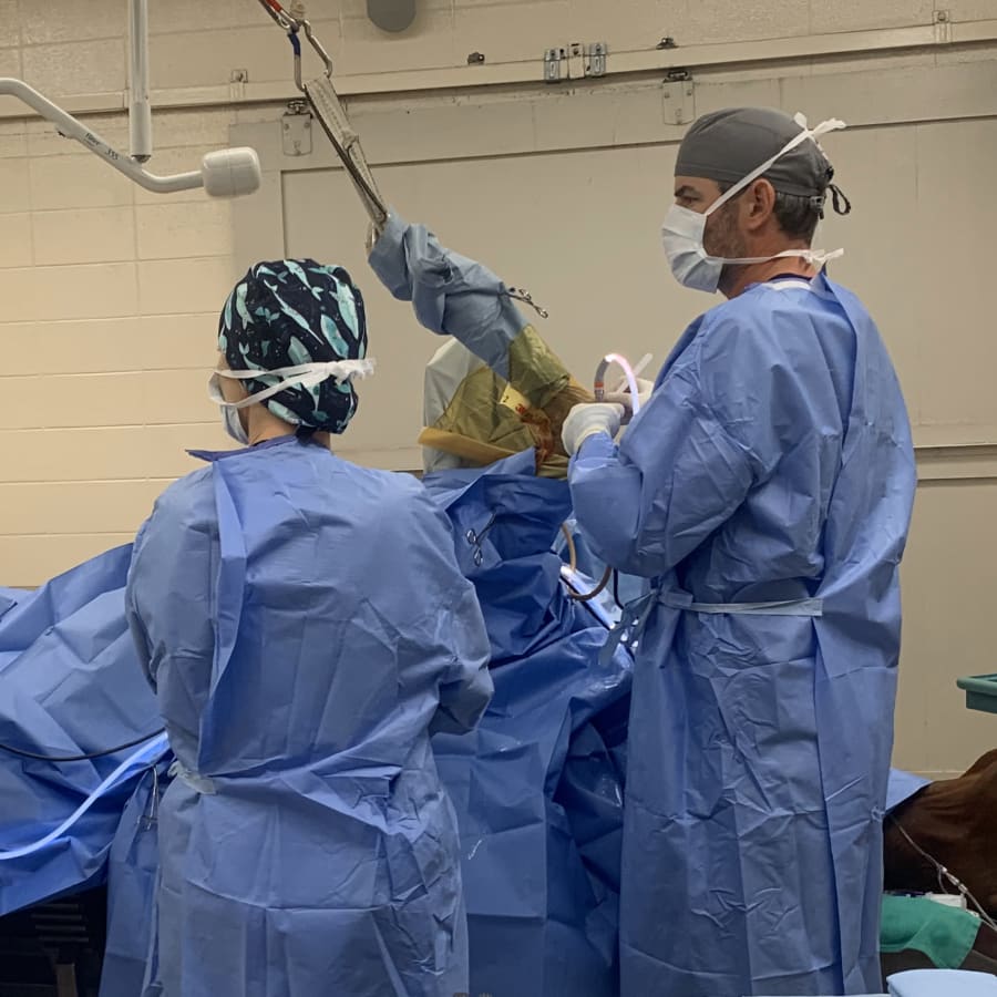 Equine Surgery, Bluegrass Equine Surgery in Versailles