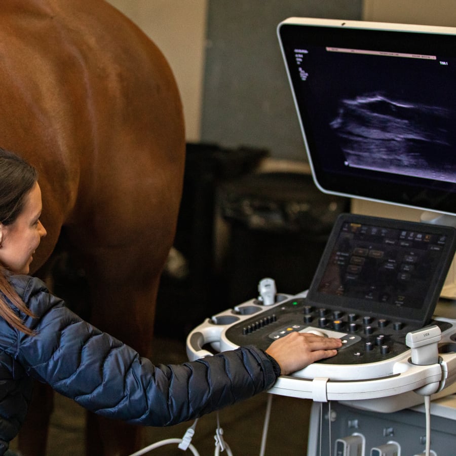 Equine Surgery at Bluegrass Equine Surgery in Versailles