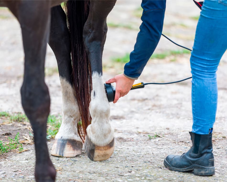 Bluegrass Equine Surgery in Versailles