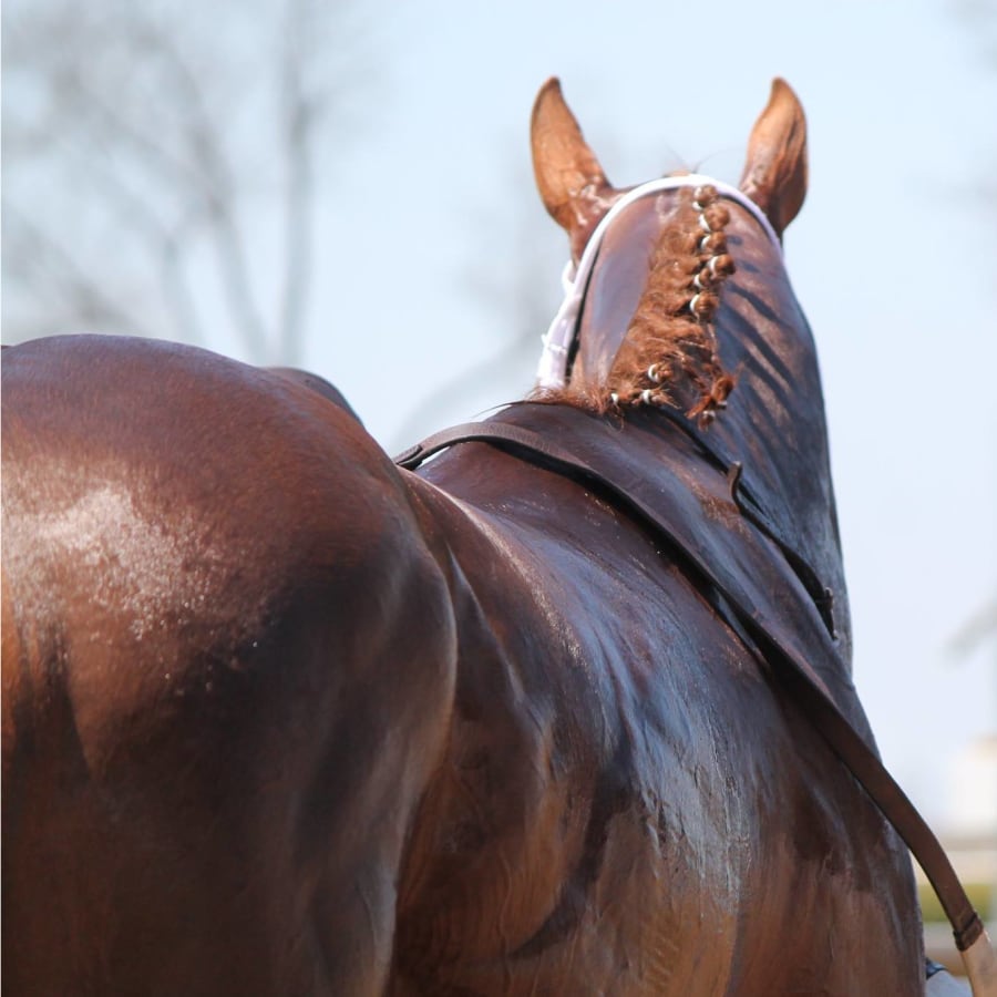 Race Horse Sales at Bluegrass Equine Surgery in Versailles